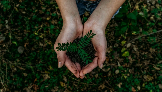 hands holding small plant seedling in soil